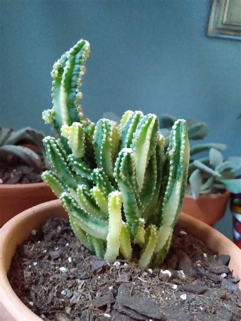 My New Variegated Fairy Castle Cactus Succulents