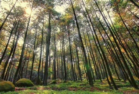 Sedang mencari tempat wisata sejuk di tengah negara tropis ini? Berfoto di 7 Hutan Jati Paling Epic di Indonesia Bikin ...