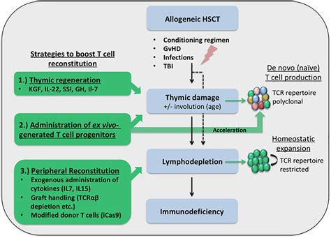 Concise Review Boosting T‐cell Reconstitution Following Allogeneic