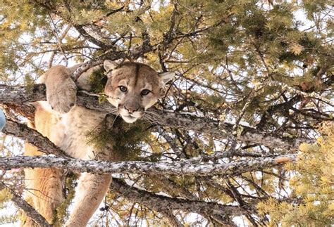 Governors Killing Of Collared Yellowstone Wolf And Cougar Are Matters