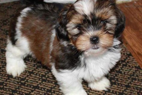 They shipped as soon as they received a prescription from. Shorkie puppy for sale near Chicago, Illinois | f466e5b0-1491