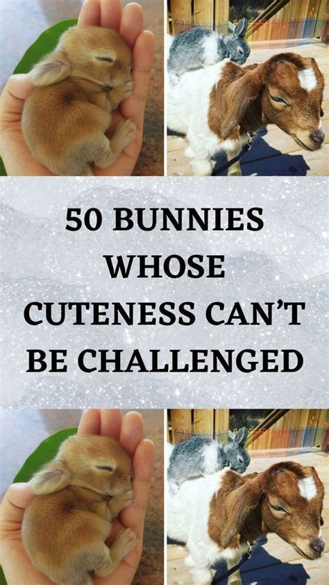 Tiny Bunny Cute Bunny Funny Bunnies Baby Bunnies Photography
