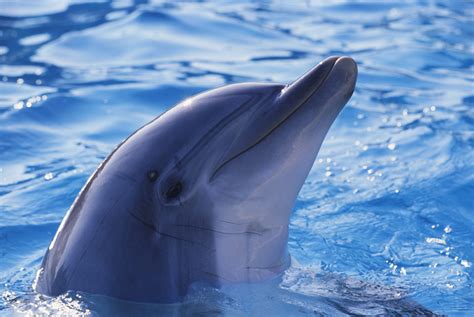 How To Tell The Difference Between Dolphins And Porpoises Ocean