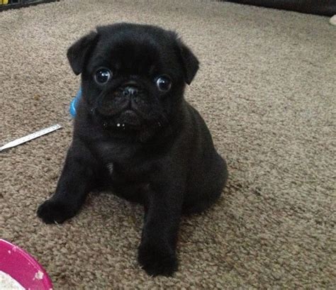 Below is a sample search of our pug breeders with puppies for sale. Pug puppies for sale in Reading, Berkshire | Reading ...
