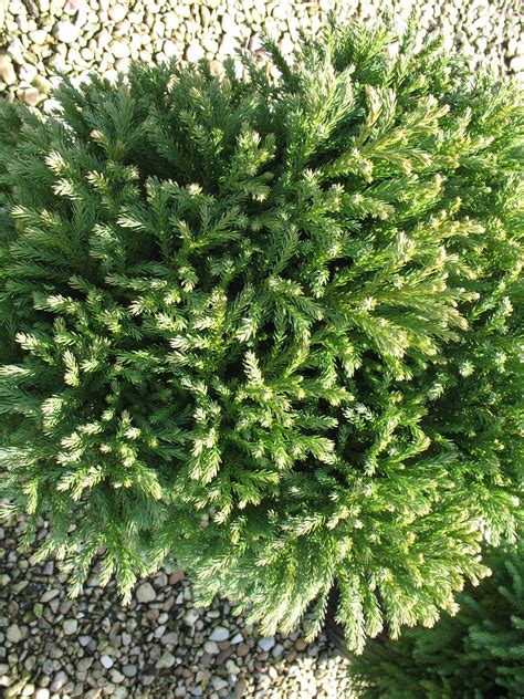 Cryptomeria Japonica Nana Dwarf Japanese Cedar Small Evergreen