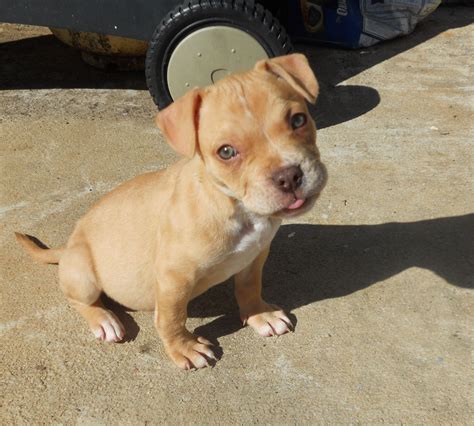 bully/red nose pitbull puppy
