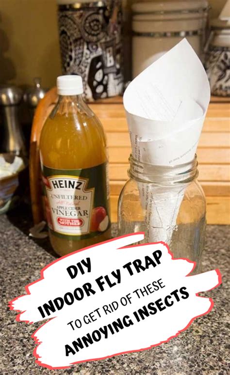 Diy Indoor Fly Trap To Get Rid Of These Annoying Insects