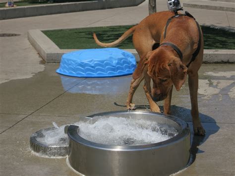 The Best Dog Water Fountain Outdoor Great Home Decor