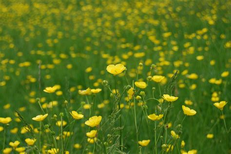 2560x1440 Wallpaper Yellow Flower Field Peakpx