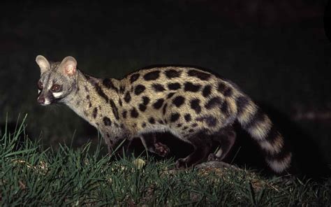 Large Spotted Genet The Parody Wiki Fandom Powered By Wikia