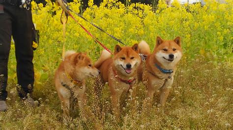 Indeed may be compensated by these employers, helping keep indeed free for jobseekers. WE LOVE PET No.0027 有名犬♡小太郎・豆太郎・福太郎--しましま--
