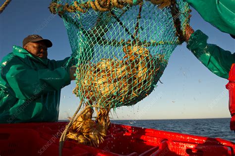 Fishermen Work On A Commercial Boat Fishing Stock Image C0420954