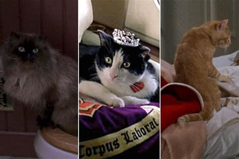 Поймать за руку, когда делал плохое. 10 Scene-Stealing Cats in Movies, From 'Breakfast at ...