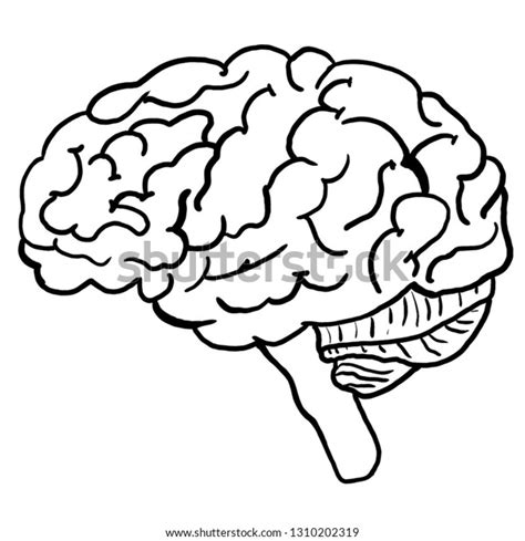 Illustration Human Brain Anatomy Coloring Page Ilustración De Stock