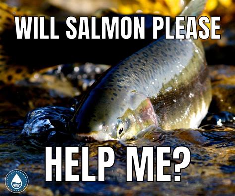 173 Funny And Unique Fish Puns In 2021 Fish Fishing Memes Fish Puns