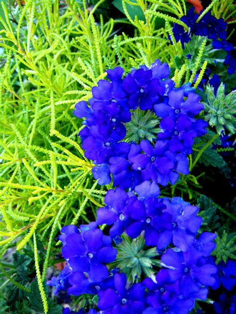 Blue Perennials That Bloom All Summer New House Designs
