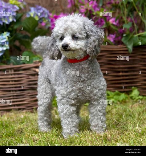 Silver Toy Poodle Dog Stock Photo Alamy