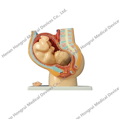 Classic Pregnancy Anatomical Model Teaching Anatomical Female Pelvis