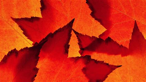 Abstract Autumn Leaves Wallpapers Wallpaper Cave