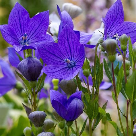 10 Most Beautiful Blue Flowers Names A Visual Compendium