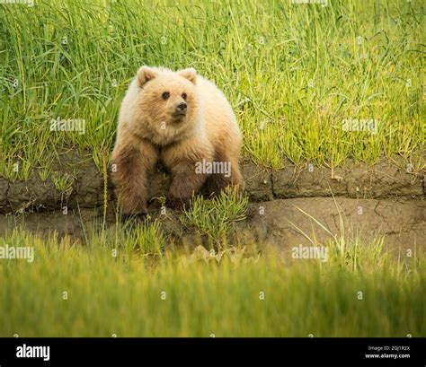 Usa Alaska Grizzly Bear Cub Stock Photo Alamy