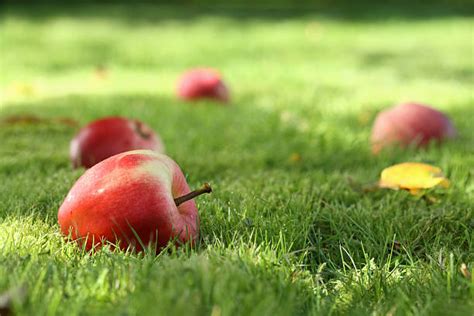 Apple Falling From Tree Stock Photos Pictures And Royalty Free Images