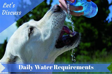 How Much Water Should My Dog Drink A Day