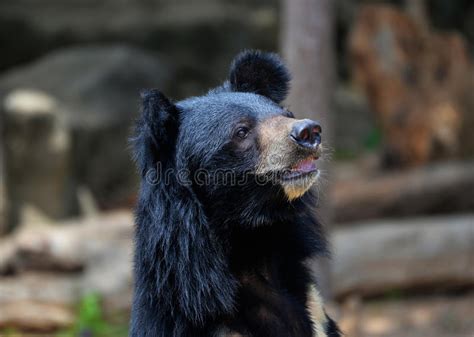 Asiatic Black Bear At Zoo Stock Photo Image Of Asiatic 64607792
