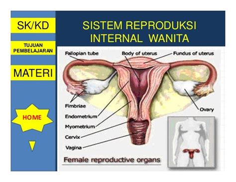 Gambar Organ Reproduksi Wanita Dan Fungsinya