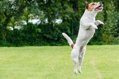How To Train Your Dog To Jump Up Wag