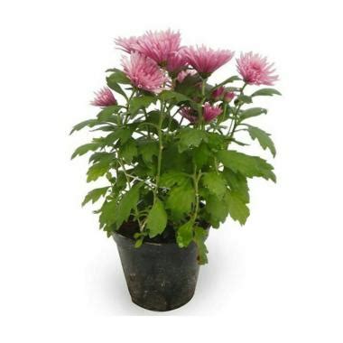 Jual ZPLANT Sri Gading Daun Sirih Kuning Lemon Tanaman ...