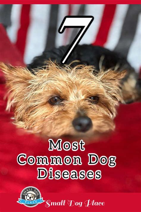 7 Of The Most Common Dog Diseases 2022