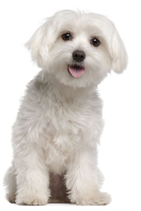 Maltese Puppy 9 Months Old Sitting In Front Of White Backgroun