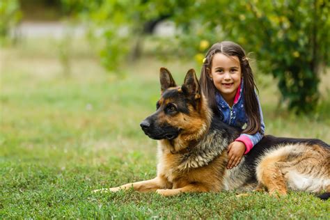 Are German Shepherds The Most Loyal Dog Breed