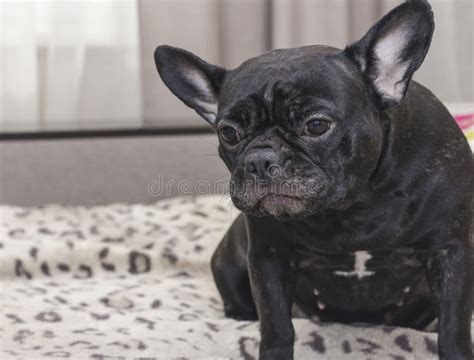 A Black French Bulldog Lies On A Soft Sleeping Place A Pet Is I Stock