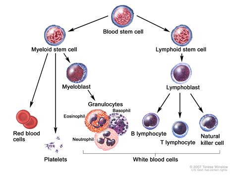 A Guide To Hematological Malignancies Cancers Stepwards