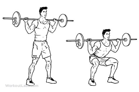 Barbell Squat Illustrated Exercise Guide Workoutlabs