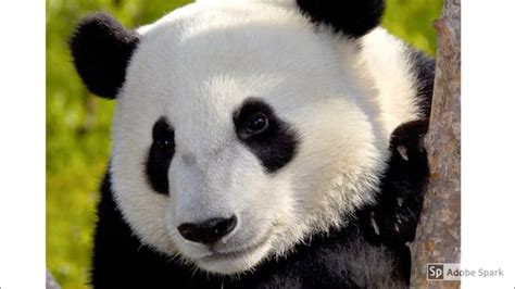 Giant Pandas Interesting Facts And Information Youtube