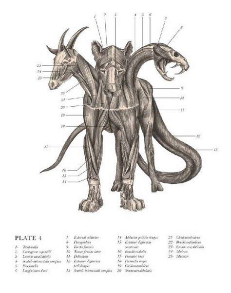 Pin By Xneko Loverx On Anatomiaanatomy Mythological Creatures