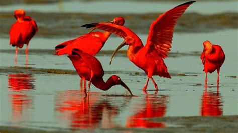 সবথেকে সুন্দর ১০টি লাল পাখি Top 10 Red Exotic Birds 10 Most