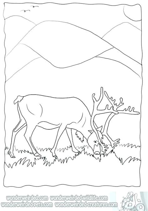 Real Life Animal Coloring Pages At Free Printable Colorings Pages To Print