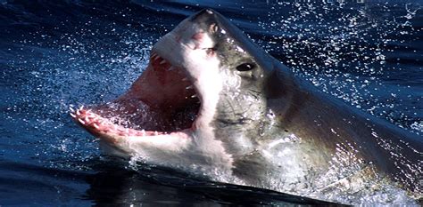 Turns out, they're not just massive feeding machines. Shark attacks are so unlikely, but so fascinating
