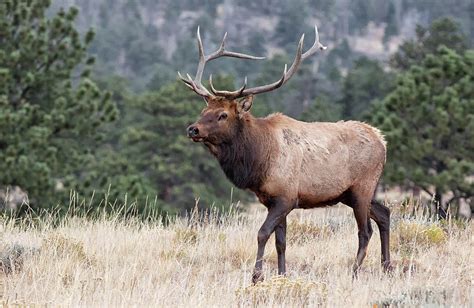 Bull Elk During Rut In Rocky Mountain National Park Photograph By