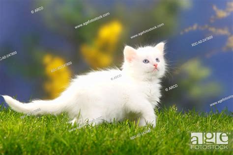 Siberian Forest Cat Kitten 7 Weeks White Siberian Cat Siberia Stock