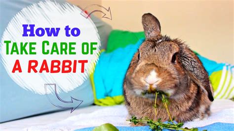 how to take care of a rabbit youtube
