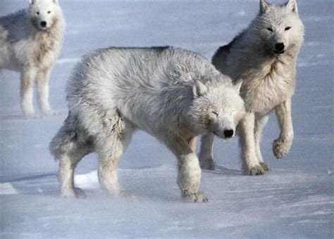 The Arctic Wolves Owlcation