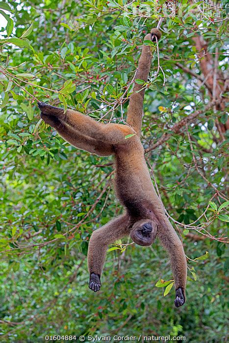 Nature Picture Library Rf Brown Woolly Monkey Lagothrix Lagotricha