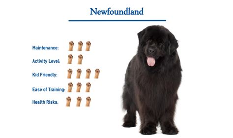 Newfoundland Dog Breed Everything That You Need To Know At A Glance