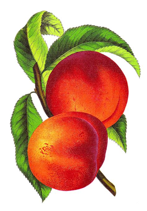Browse and download hd peach clipart png images with transparent background for free. Peach Clip Art - Clipartion.com