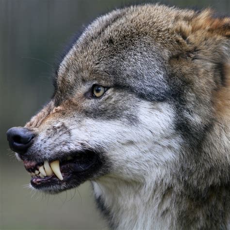Wolf Pfp
